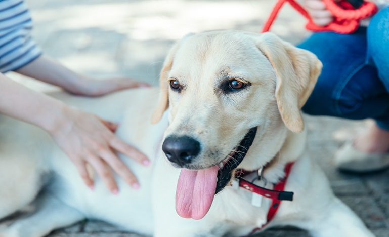 A Labrador retriever being pet by one person and held on a leash by another
